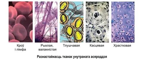 Какая ткань выполняет защитную структурообразующую и трофическую
