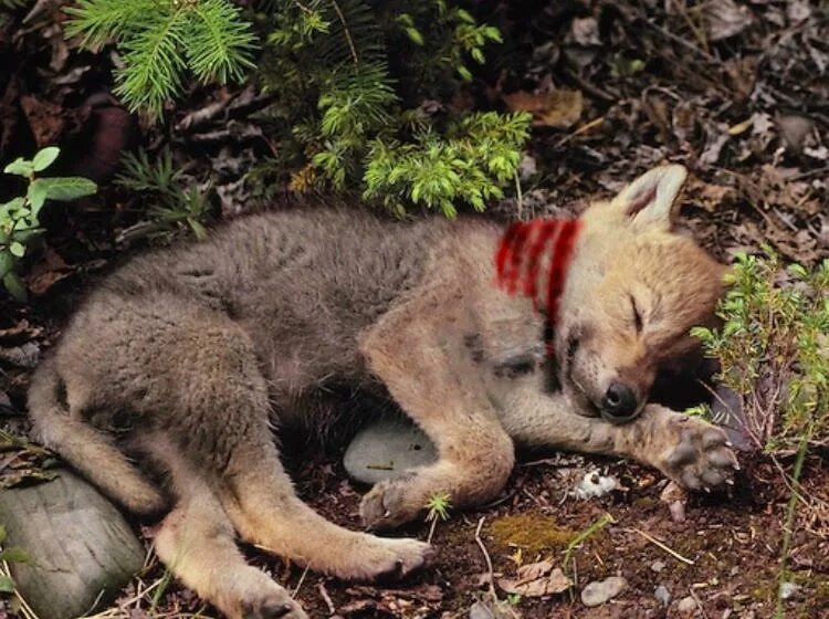 красный волк детеныши. спящий волчонок. животные ночью. волчонок спит. спящий волчонок.