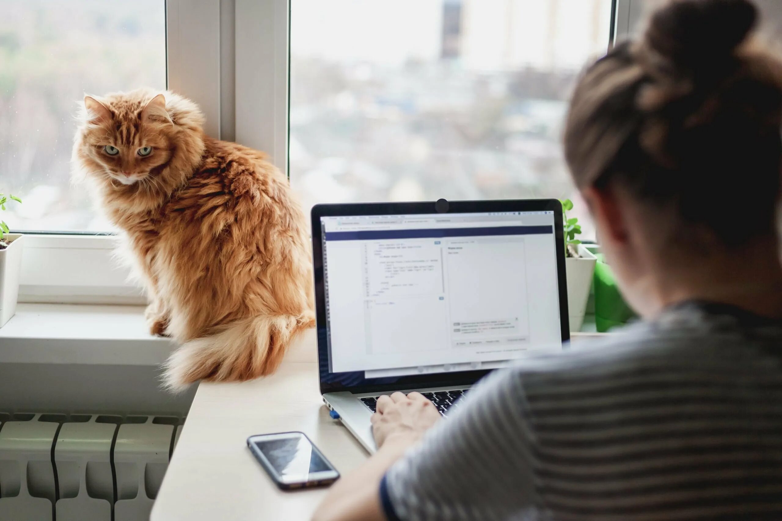 Сат виден. Котик с ноутбуком. Кот на работе. Котик в офисе. Кот фрилансер.