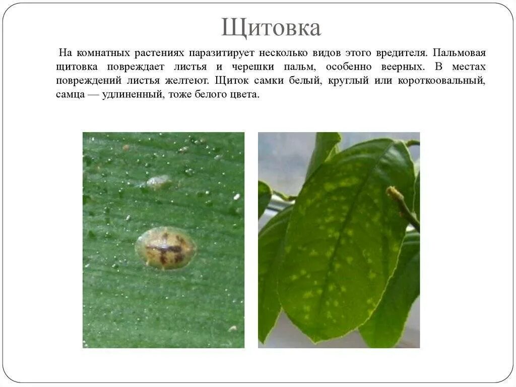 , щитовка, трипсы. Щитовки откуда берется. Вредители монстеры щитовка. Вредители комнатных растений щитовка. Клещ щитовка.
