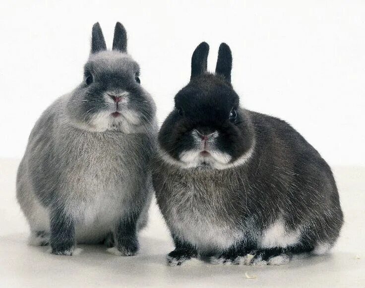 Сколько всего живут кролики. Netherland Dwarf Rabbit. Нидерландский карликовый кролик. Фламандский кролик. Ожирение у кроликов.