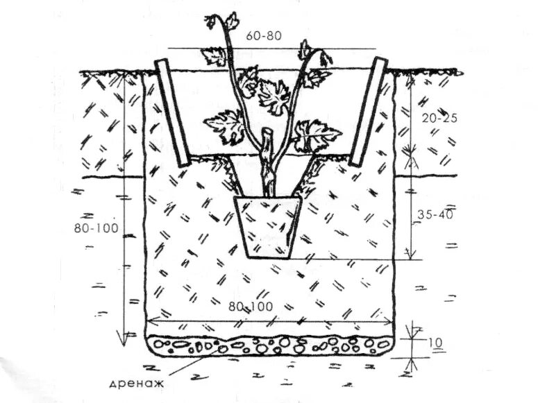 Правильная посадка винограда. Посадка винограда весной саженцами для начинающих. Схема посадки винограда открытый грунт. Посадка винограда весной саженцами. Посадка винограда весной в открытый грунт в Подмосковье.