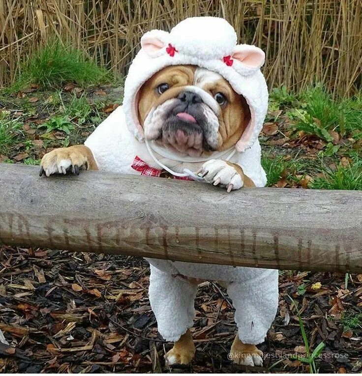 Французский бульдог. Французский бульдог флаффи. Смешной английский бульдог. Английский бульдог приколы. Бульдог приколы.