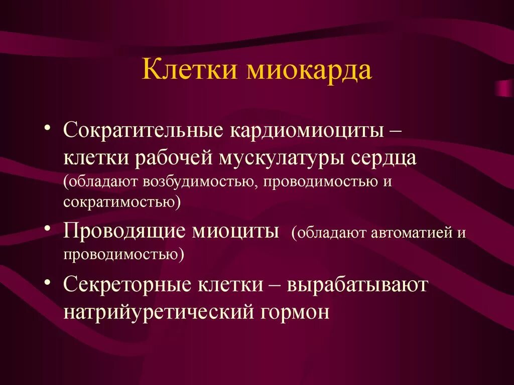 Клетки миокарда. Типы клеток в миокарде. Клетки сократительного миокарда. Клетки миокарда функции. Какие клетки обладают возбудимостью и проводимостью