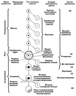 Яйцеклетки период оогенеза