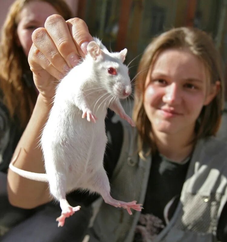 фотосессия с крысами. нарядная крыса. девочка крыса. девочка крыса. девочка крыса.