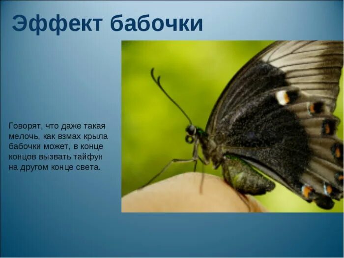 Эффект бабочки фраза. Эффект крыла бабочки. Теория взмаха крыла бабочки. Взмах крыла бабочки. Фразы про бабочек.