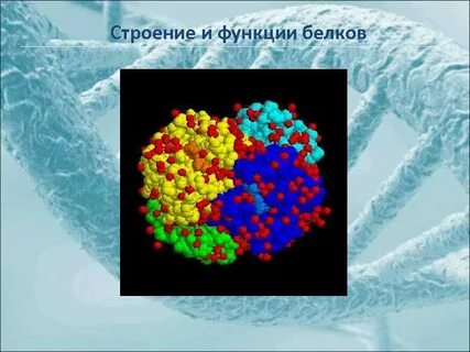 Белки в растительной клетке функции
