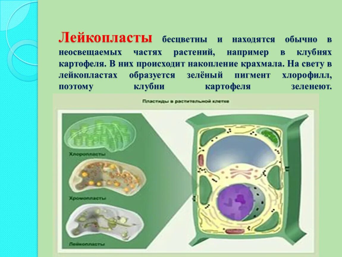 Накопление крахмала происходит. Накопление крахмала происходит в хлоропластах. Лейкопласты в растительной клетке