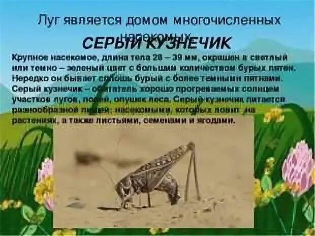 Сообщение о животном луга 4 класс окружающий. Сообщение на тему луговые животные. интересные факты о животных луга. сообщение про луг. растения и животные луга доклад.