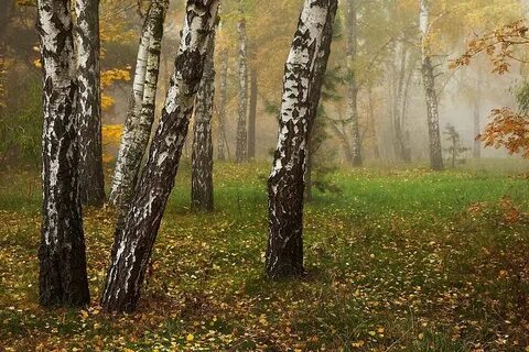 Осенний день в березовой роще тургенев