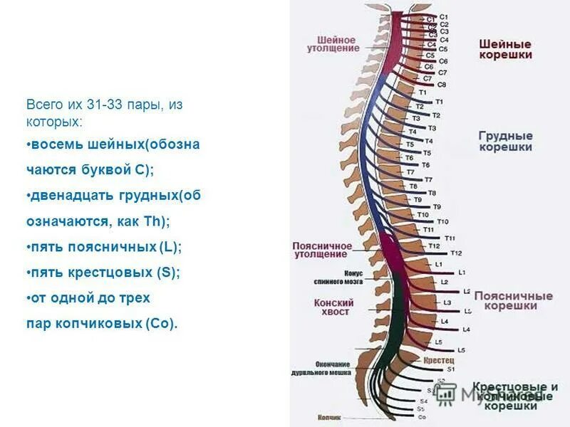 Спинной мозг входит в состав нервной системы. Виды спинномозговых грыж. Спинномозговые нервы ниже 8 шейного. Спинномозговой нерв ниже 8 шейного сегмента. Спинномозговые нервы различают 8 шейных.