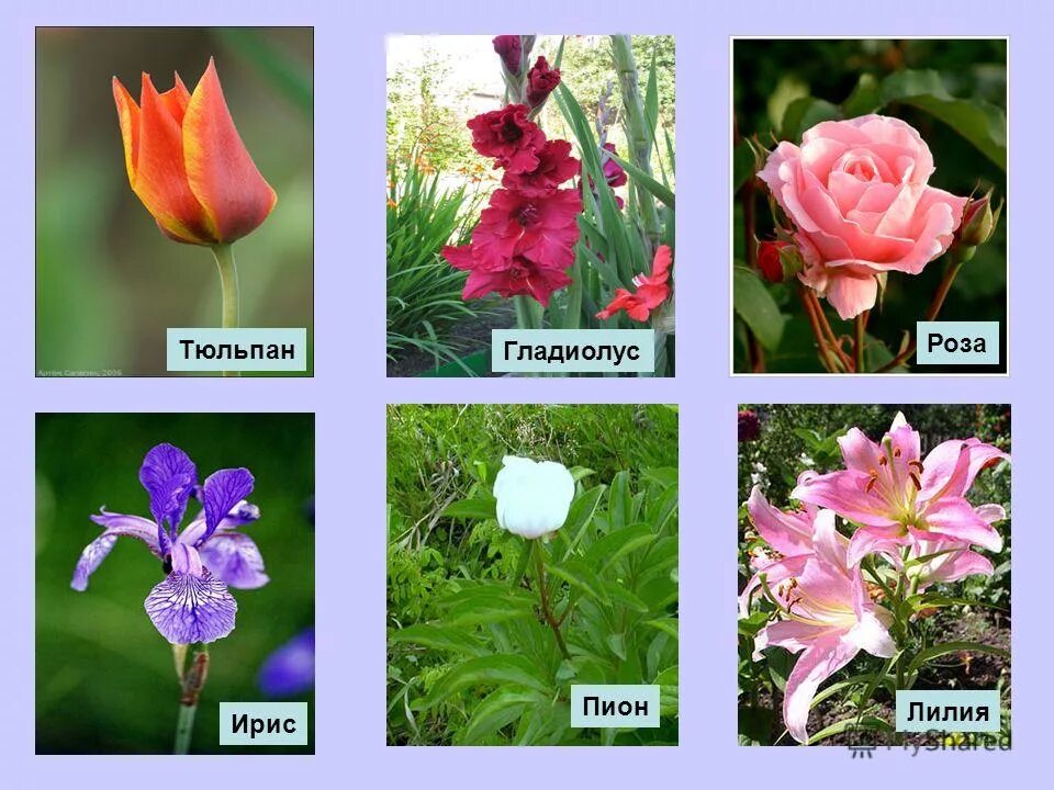 Забрать розу у ирис или нет. Забрать розу у ирис или нет. Ирисовый памятник природы. Забрать розу у ирис или нет. Забрать розу у ирис или нет.