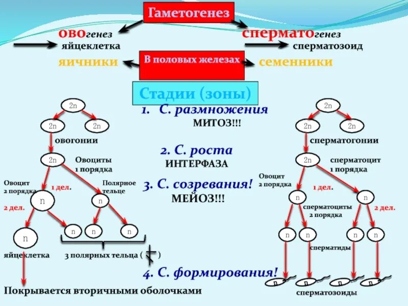 Установите правильную последовательность событий при созревании яйцеклетки