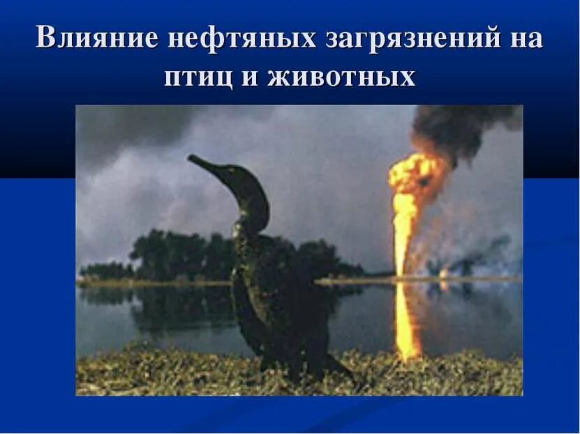 Недавние экологические катастрофы. Экологические проблемы нефти. Влияние нефти на политику. Влияние нефти на политику. Губительное влияние нефти на окружающую среду.
