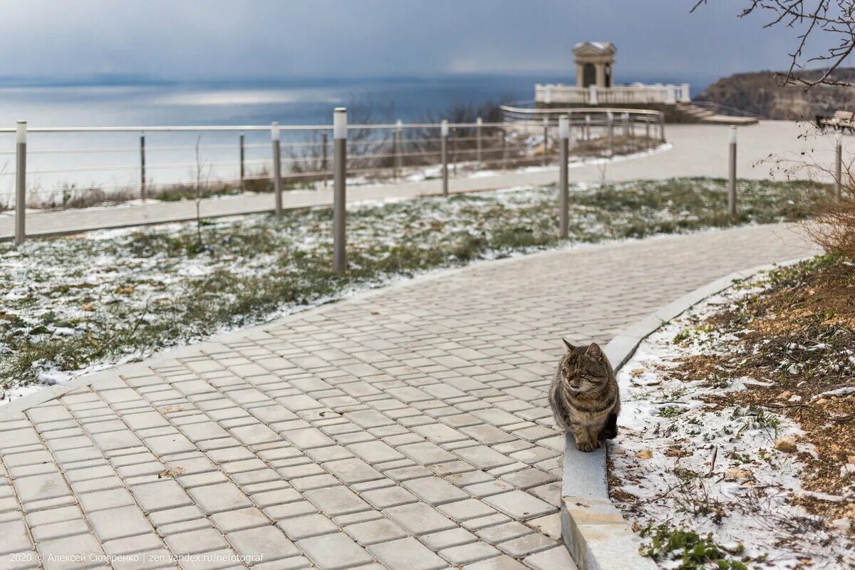 Купить кошку севастополь. Севастопольские коты. Коты в центре Севастополя. Кошечка Севастополь. Севастополь. Севастопольцы и коты.