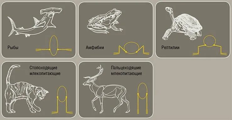 Расположение конечностей у млекопитающих