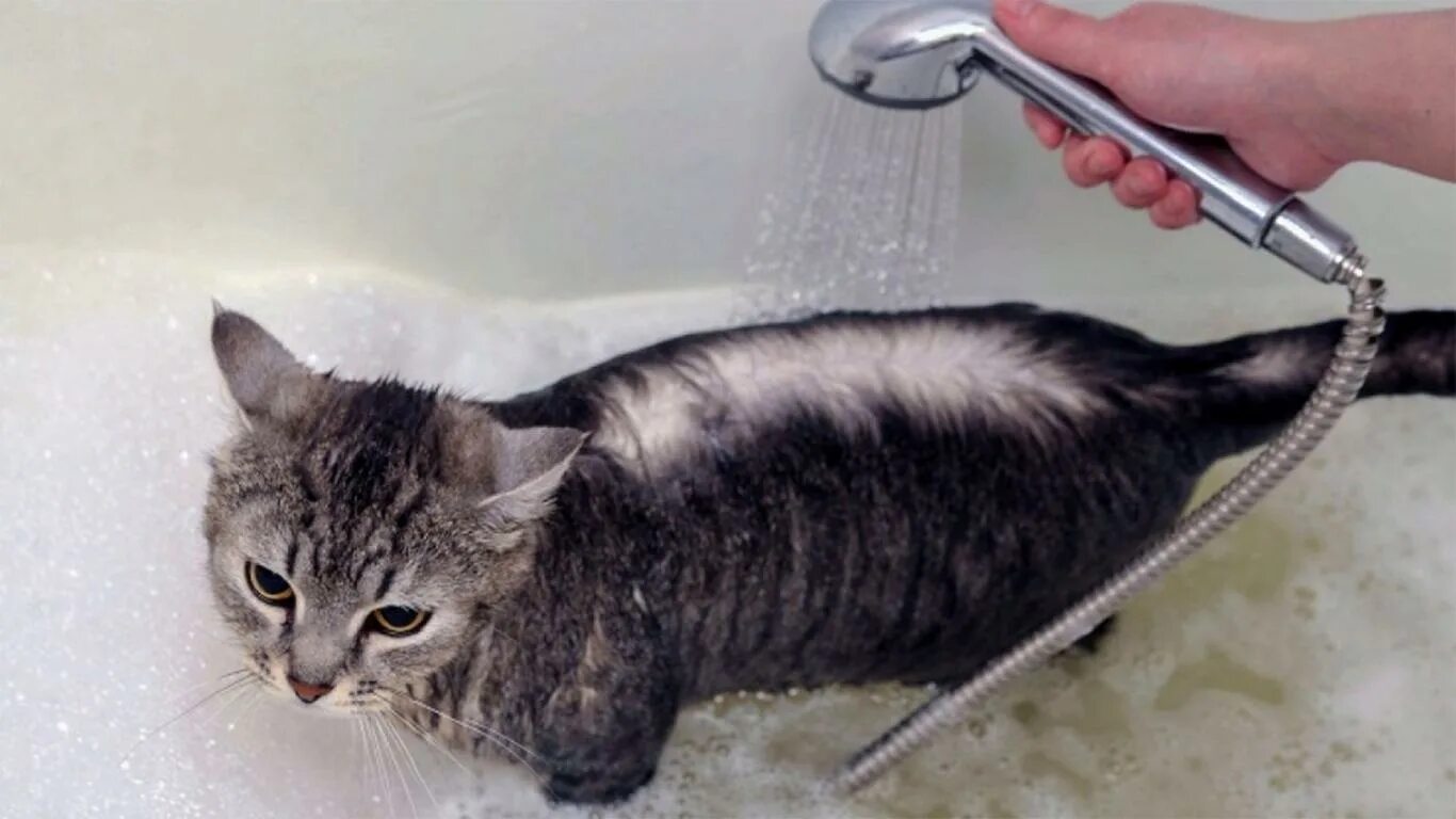 Сколько мыть котенка. Мытье кошки. помытая кошка. кошка моется. мойка кота.