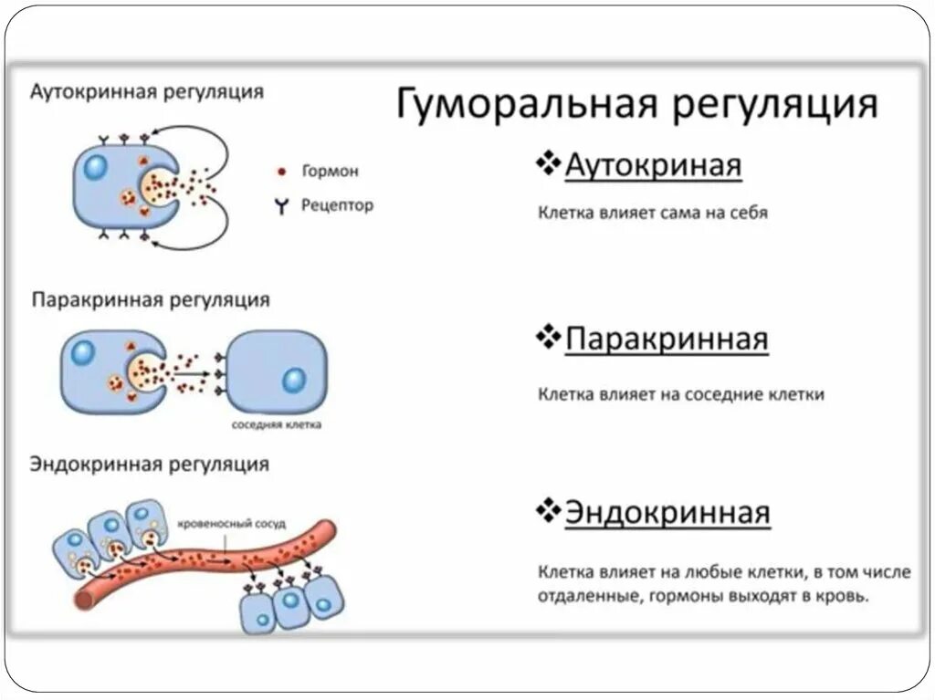 Гуморальный механизм регуляции. Паракринное действие гормонов схема. Паракринный механизм регуляции. Гуморальная регуляция механизм регуляции.