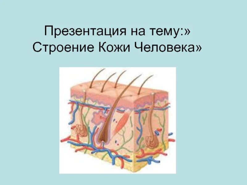 Презентация кожа 9 класс. Строение кожи презентация. Кожа детей для презентации. Кожа человека биология.