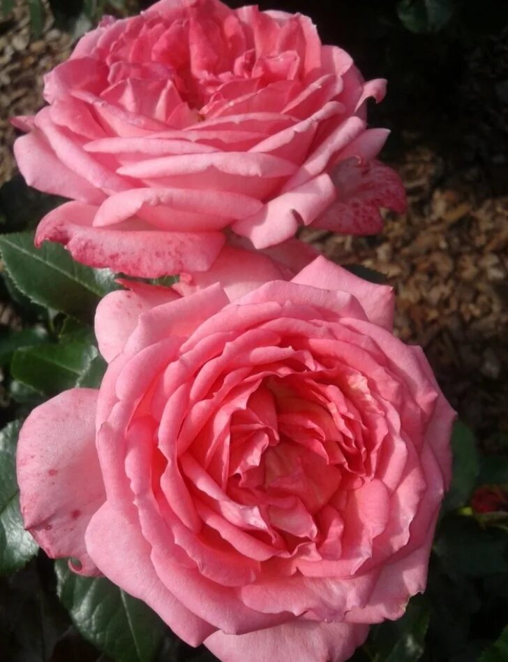 Ля роз де молинар. Ла роз. Ля роуз. Ла роз. Ла роз.