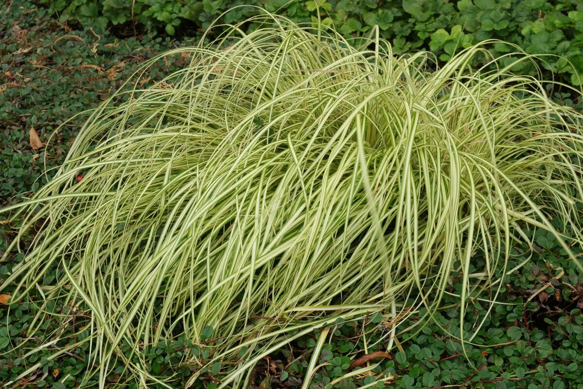 Осока охименская evergold. Осока охименская. Осока охименская / carex oshimensis. Осока моррова "вариегата". Осока эверголд.