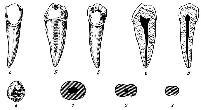 второго зуба