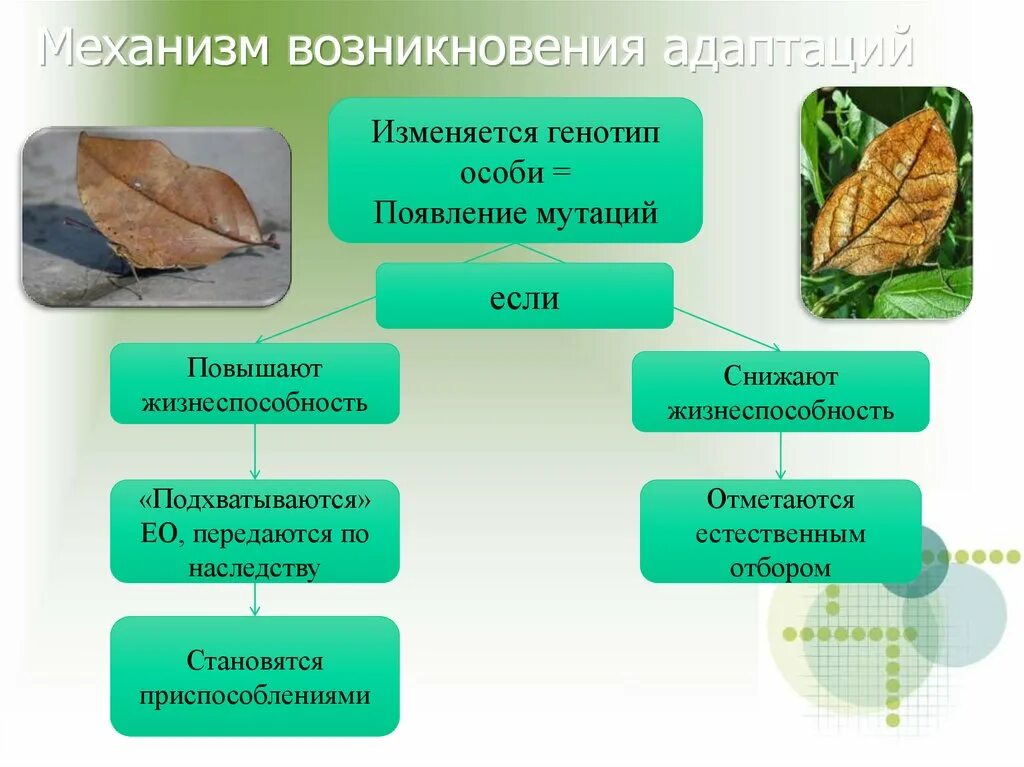 Результатом чего является приспособленность. Биология 11 класс физиологические адаптации. Механизм возникновения адаптаций. Механизм формирования приспособленности. Механизм формирования адаптаций.