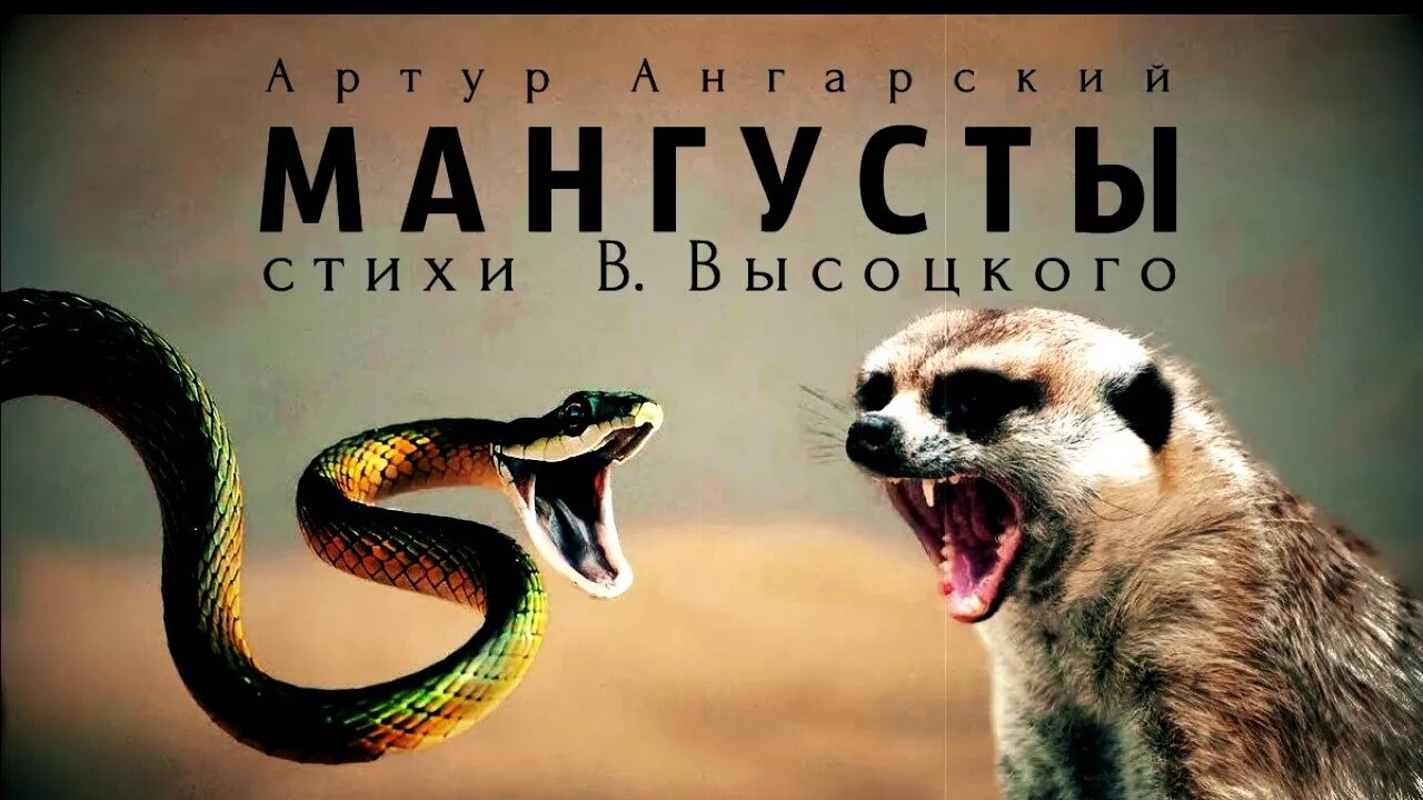 Злой Мангуст. Ава мангуста. Аватар Мангуст. Стихотворение Мангуст. Эра мангуста том 4 читать