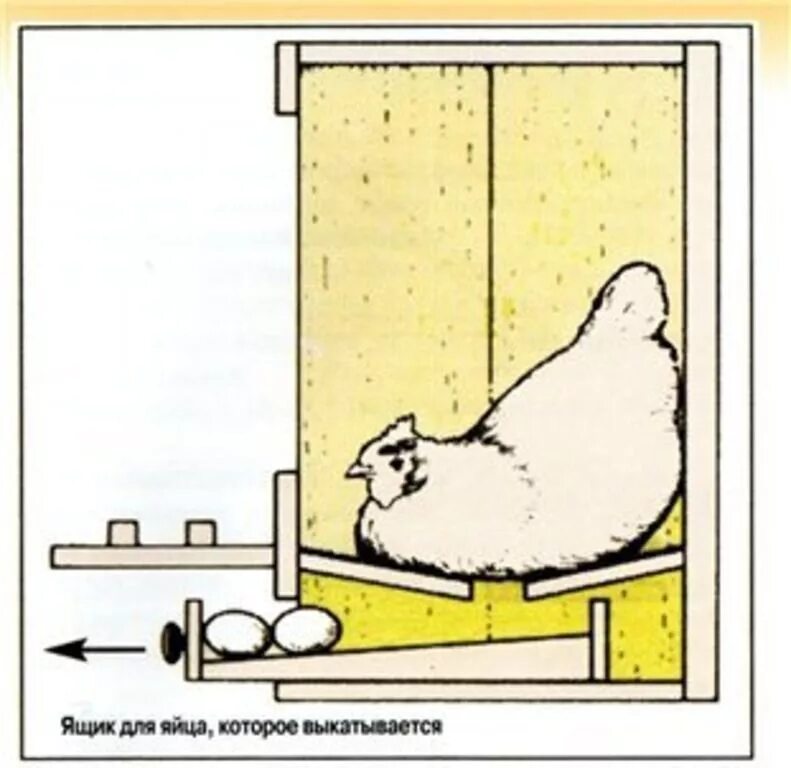 Чертежи яйцесборника для кур несушек своими руками. Гнёзда для кур несушек с яйцесборником Размеры. Чертеж куриного гнезда с яйцесборником. Гнёзда для кур несушек с яйцесборником чертежи. Гнездо для кур с яйцесборником чертеж.