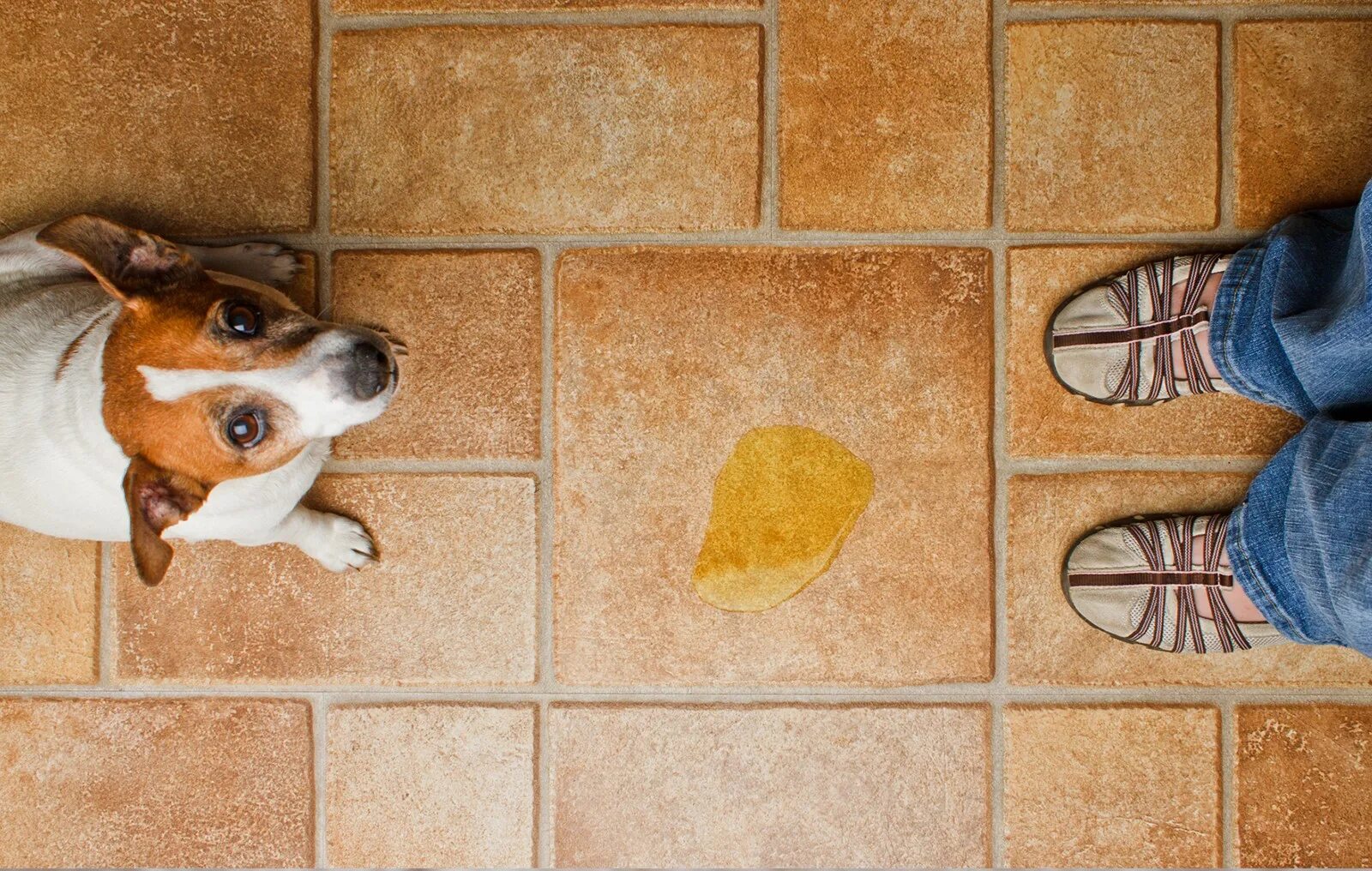 Dog piss. Джек Рассел. Дом для собаки. Запах от животных в квартире. Собака нагадила.