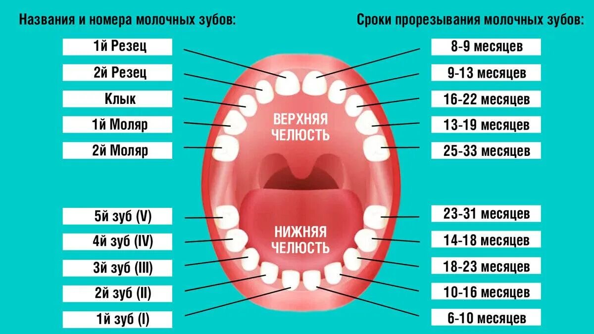 Во сколько выпадают первые зубы. Коренные зубы порядок прорезывания. график прорезантя коренных зубов. зубы у детей порядок прорезывания и возраст молочные зубы. зубы у детей сроки прорезывания коренных.