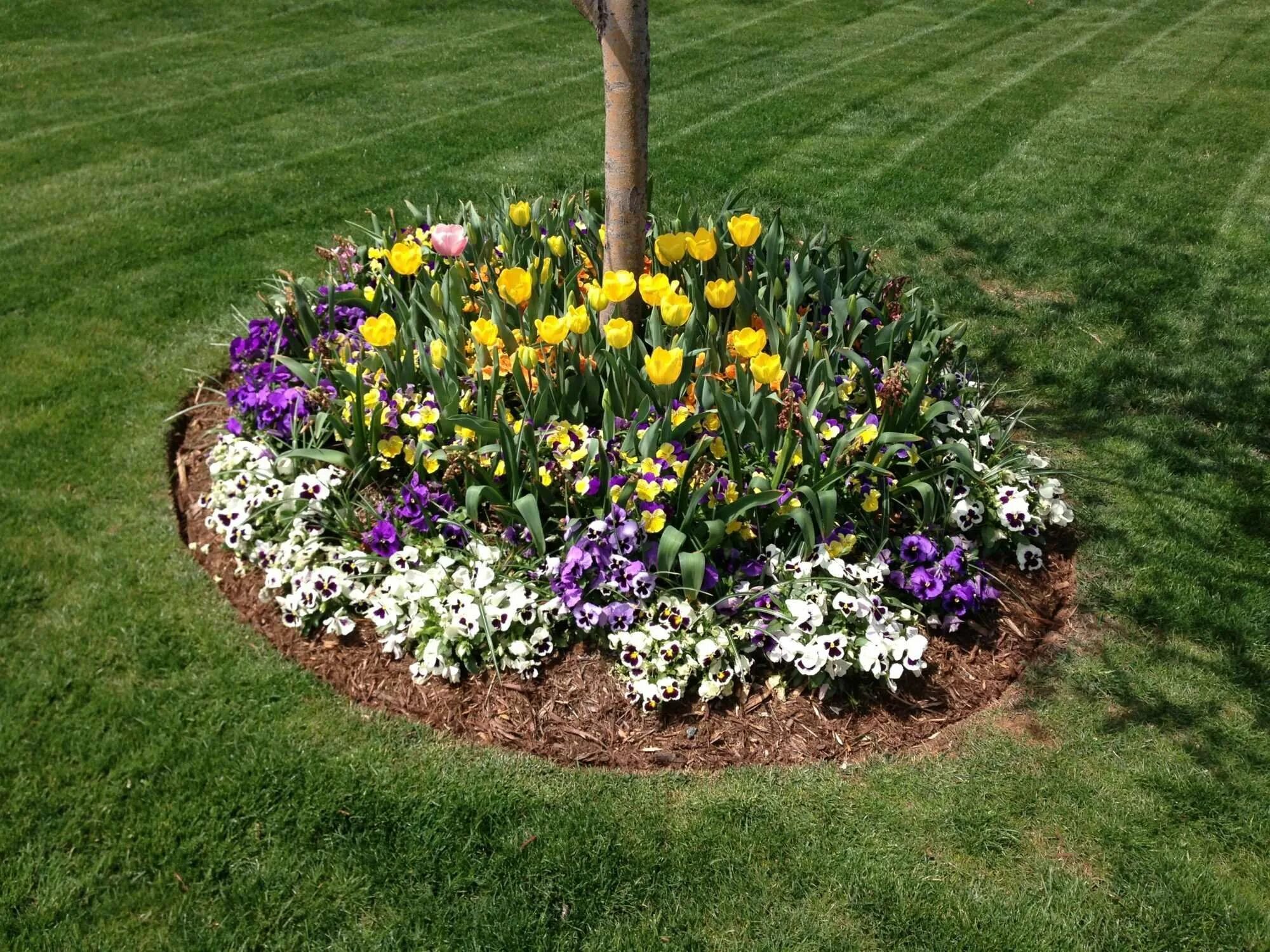 Рабатка тунберга. Рабатка тунберга. Хризантема мультифлора шаровидная клумба. Приствольный круг яблони портулак. Посадка клумб.