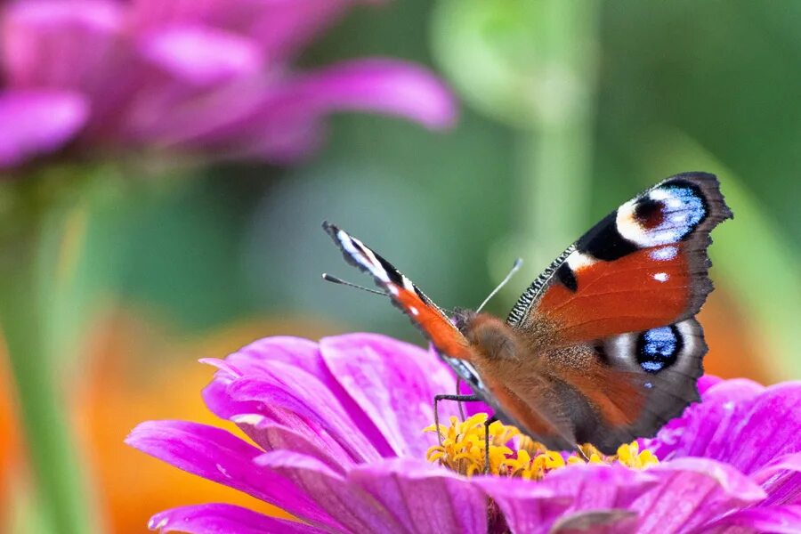 лето цветы. цветы уходящего лета урвачев. краски уходящего лета. лето. осенний букет цветов.