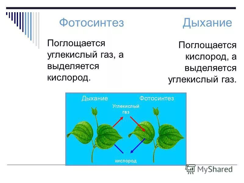 Темновая фаза фотосинтеза. Углекислый газ фотосинтез. Световая и темновая фаза фотосинтеза. Выделение кислорода фаза фотосинтеза. В результате какого процесса выделяется кислород.
