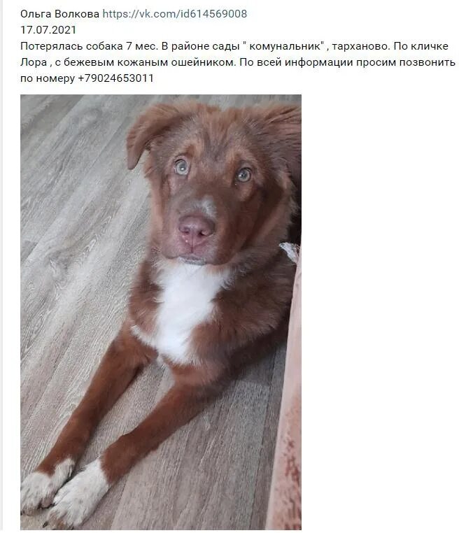 Авито животные йошкар олы. Животные йошкар. йошкар животное.