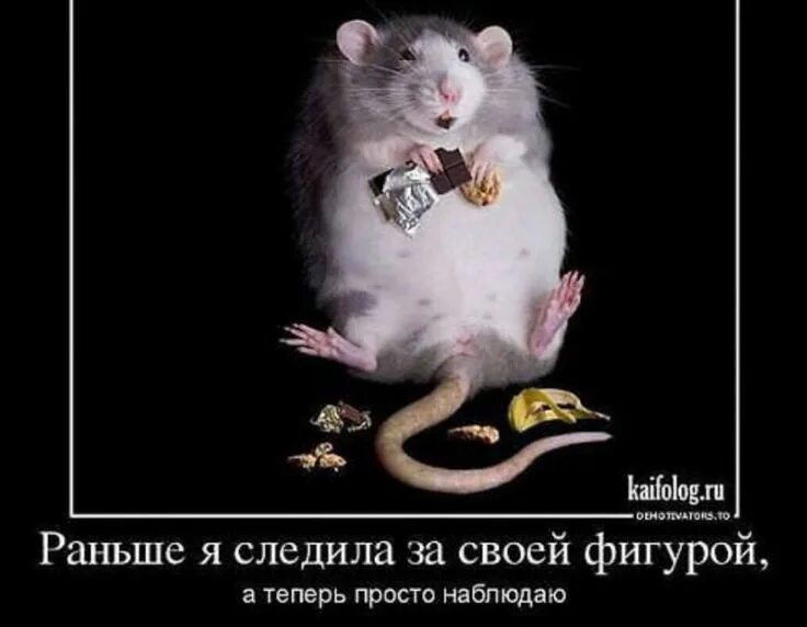 Что означает ты крыса. Шутки про крыс. крыса юмор. забавные крысы. крыса демотиватор.