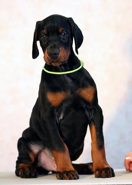 Купированный щенок добермана фото Собака Доберман Животные Бесплатное фото на Pixabay Doberman, Rottweiler mix p