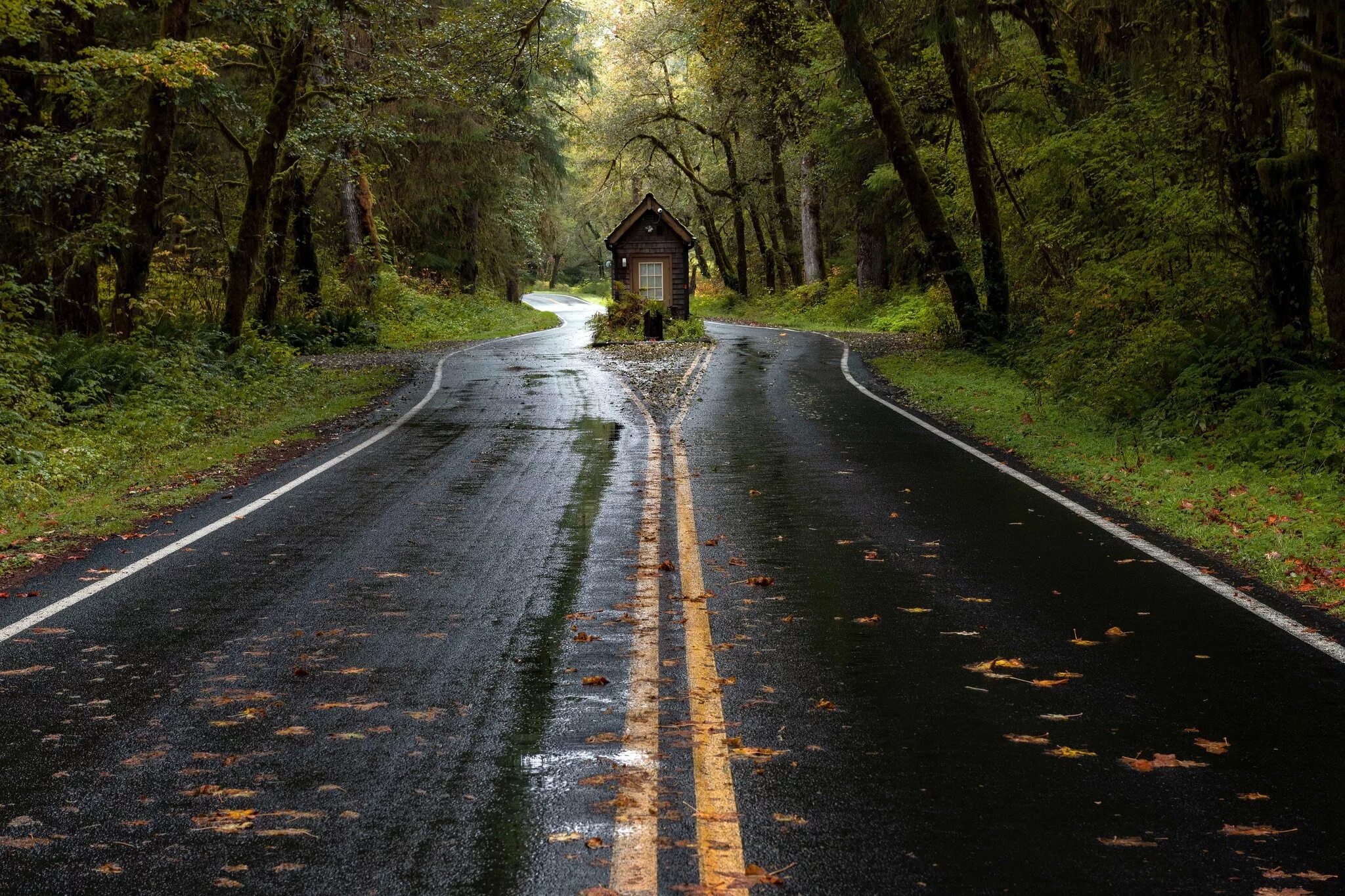 Дорога в лесу. Красивые дороги. Лесная дорога. Природа лес дорога.