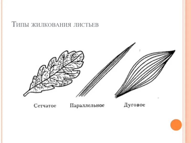 Тип жилкования у крестоцветных