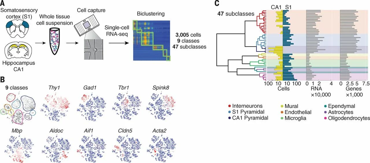 Mice cells. Модель seq2seq. RNA seq принцип. Схема проведения RNA-seq и подсчет дифференциальной экспрессии. RNA seq and Differential expression scheme.