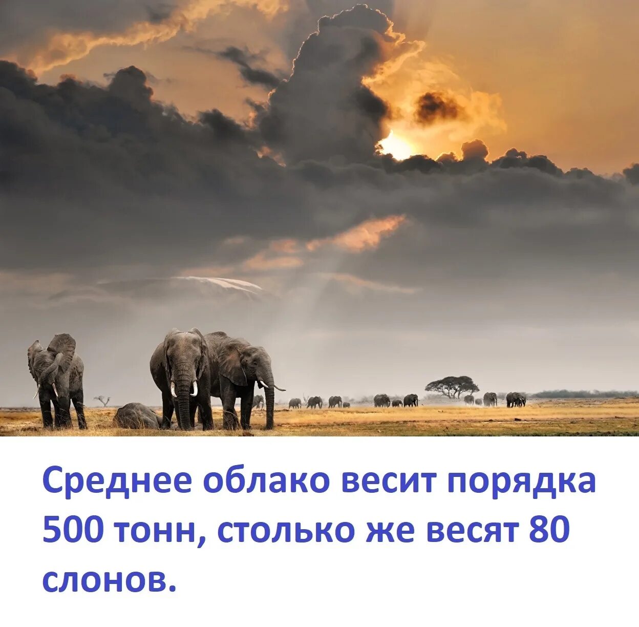 Сколько весит туча. Сколько весит облако. облако весит 500 тонн. весит туча. среднее облако весит порядка 500 тонн, столько же весят 80 слонов..