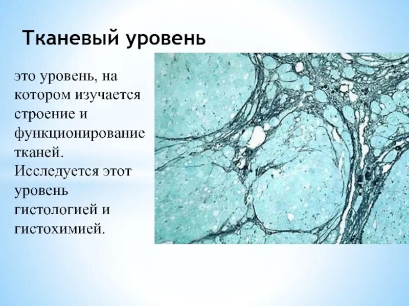 Тканевой уровень жизни. Тканевый уровень. Тканевый уровень организации. Органно тканевый уровень организации жизни. Тканевый уровень жизни.