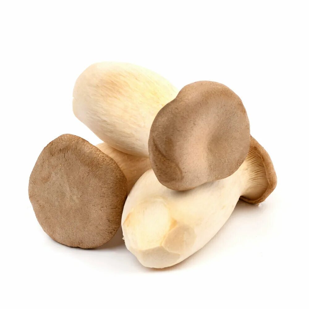 Вешенка королевская. Белый степной гриб еринги. Белый степной гриб еринги. Грибы еринги. Эринги.