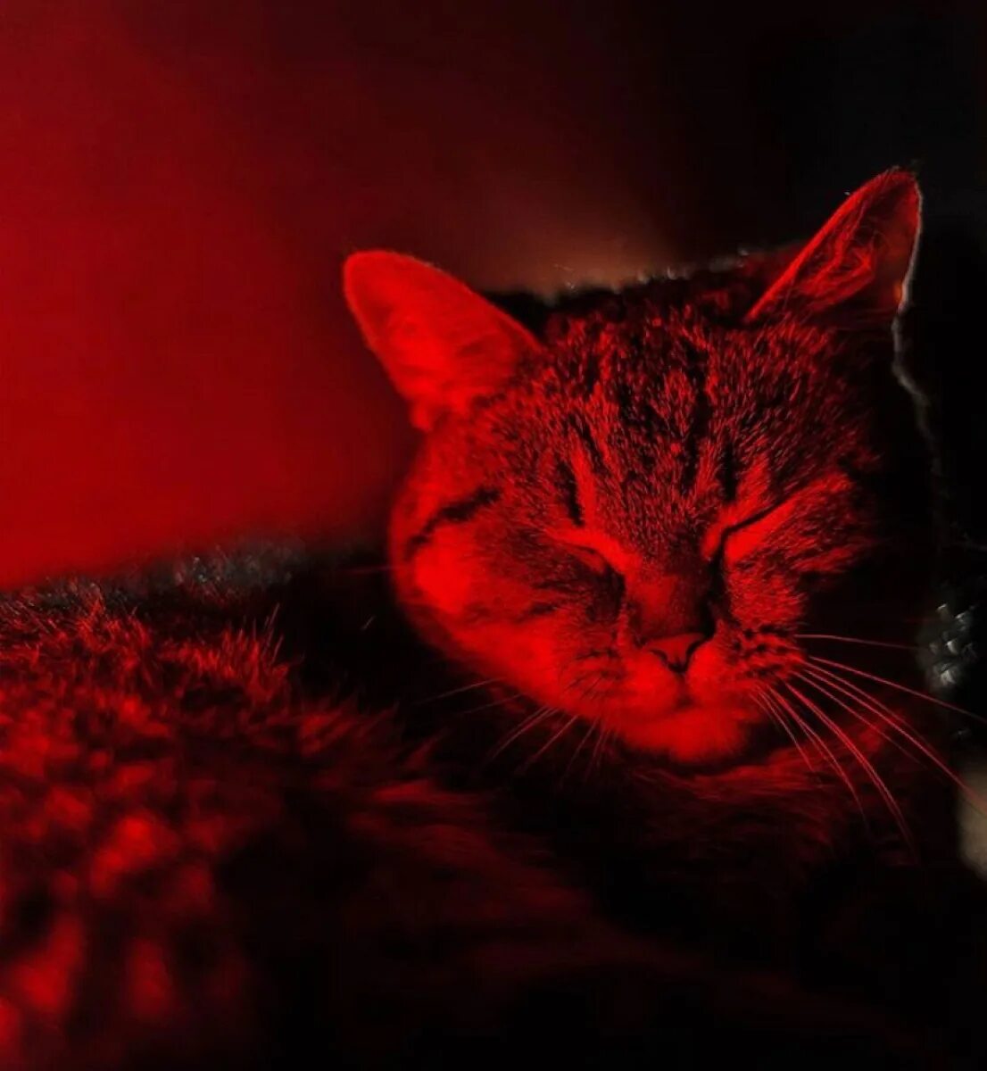 Cats me red. Красная кошка. Красная кошка порода. Красный кот фото. Фото красных котов.