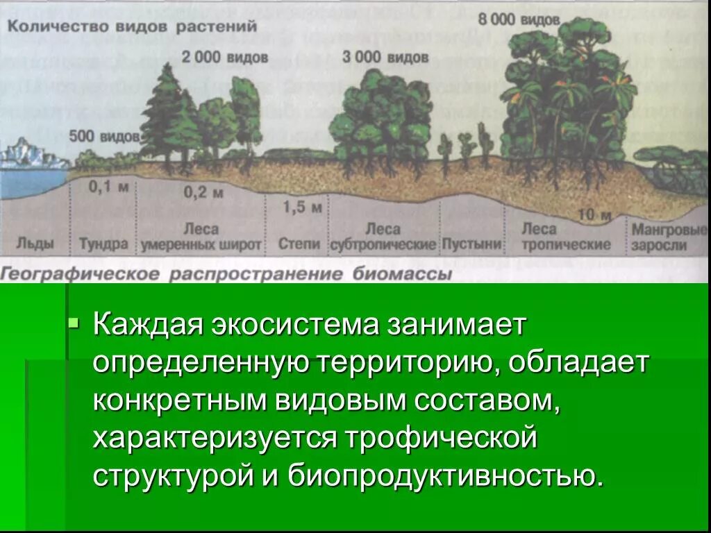 Чего зависит видовой состав растительного сообщества. Естественные сообщества живых организмов биогеоценозы. пространственная структура степи. история формирования сообществ живых организмов. естественные сообщества презентация.