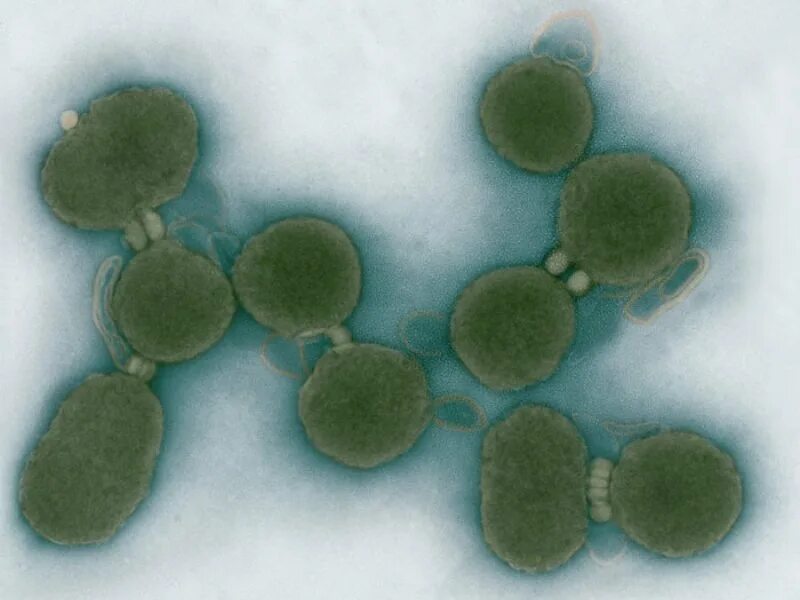 Синтетическая бактерия. Искусственный микроорганизм. Mycoplasma laboratorium синтия. Геном mycoplasma mycoides. Синтетическая бактерия синтия.