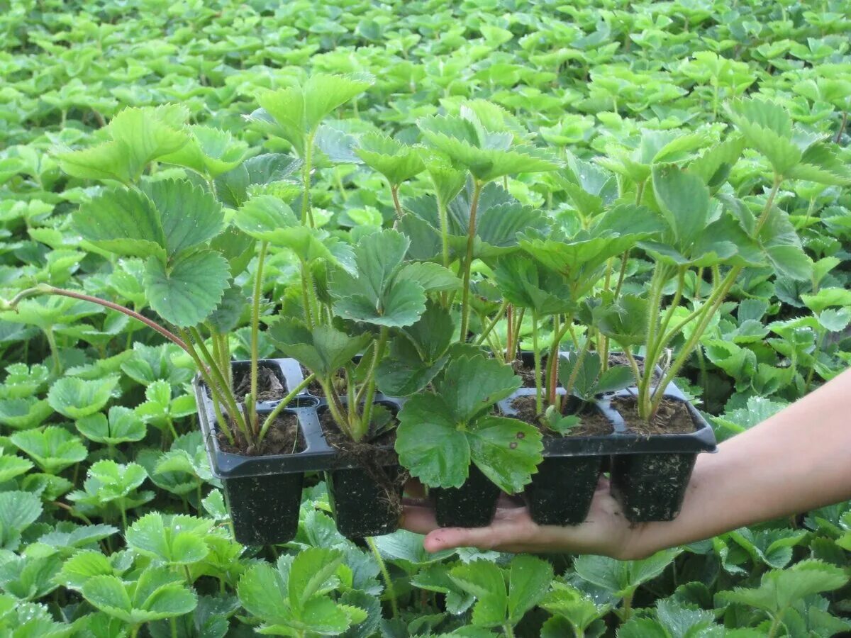 Какую землянику посадить. Какую землянику посадить. Какую землянику посадить. Клубника ползуниха f1 ремонтантная. Ремонтантная клубника грядки.