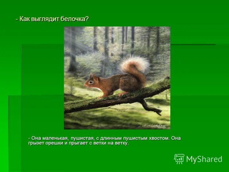 Хвост пушистый у нее нет в лесу. Как выглядит хвост белки. предложений со словам пушистая белка. зачем белке длинный и пушистый хвост. история зайца с пушистым хвостом кратко.