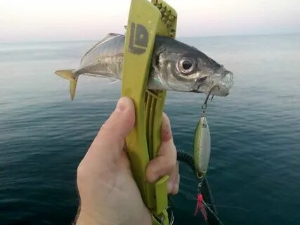 Пилькер на черном море с берега
